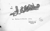 Cryptomycina pteridis image
